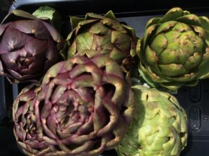 Walled Garden Produce