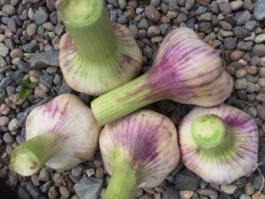 Netherby Hall Walled Garden Vegetables
