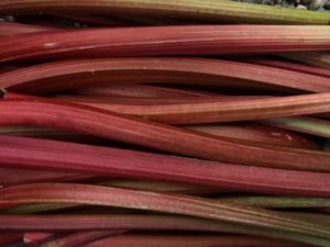 Netherby Hall Walled Garden Rhubarb