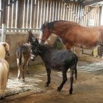 Walby-Farm Park