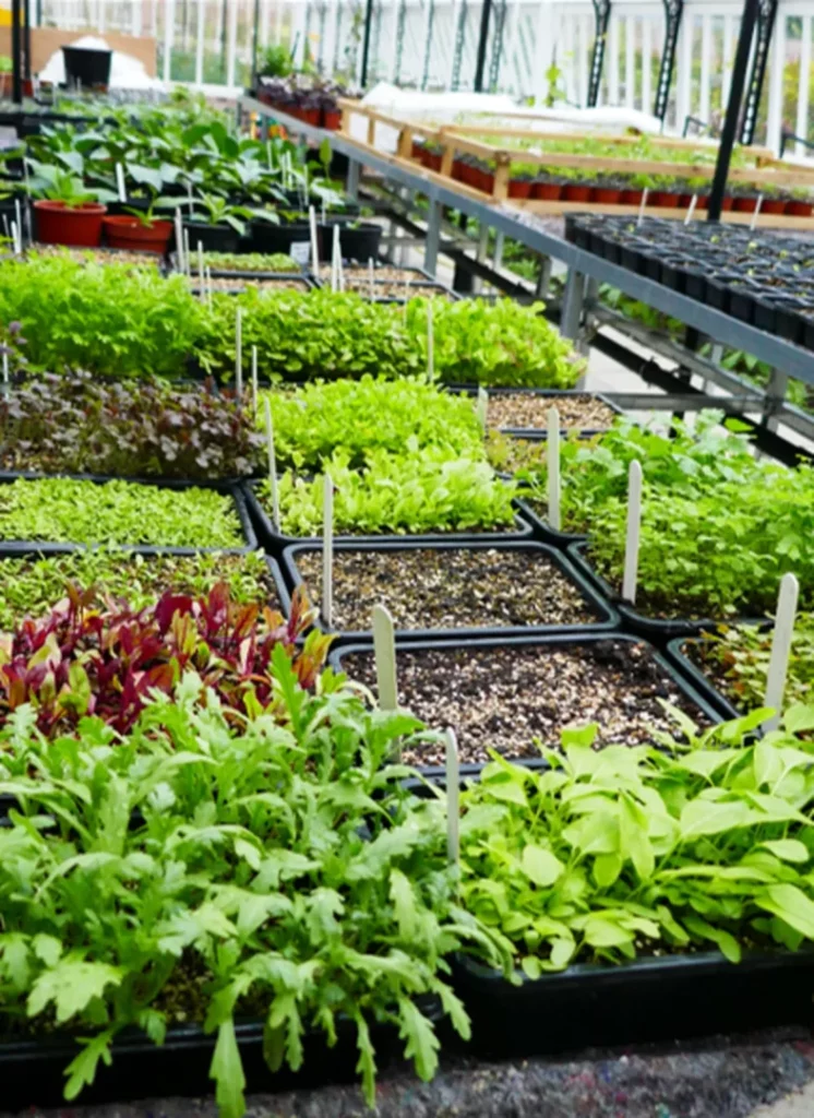 Bedding plants and supercrops in the glasshouses