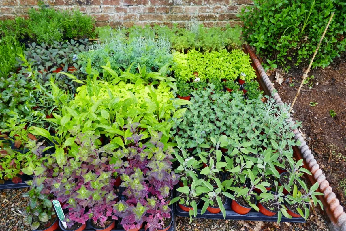 Bedding plants sitting waiting to be planted