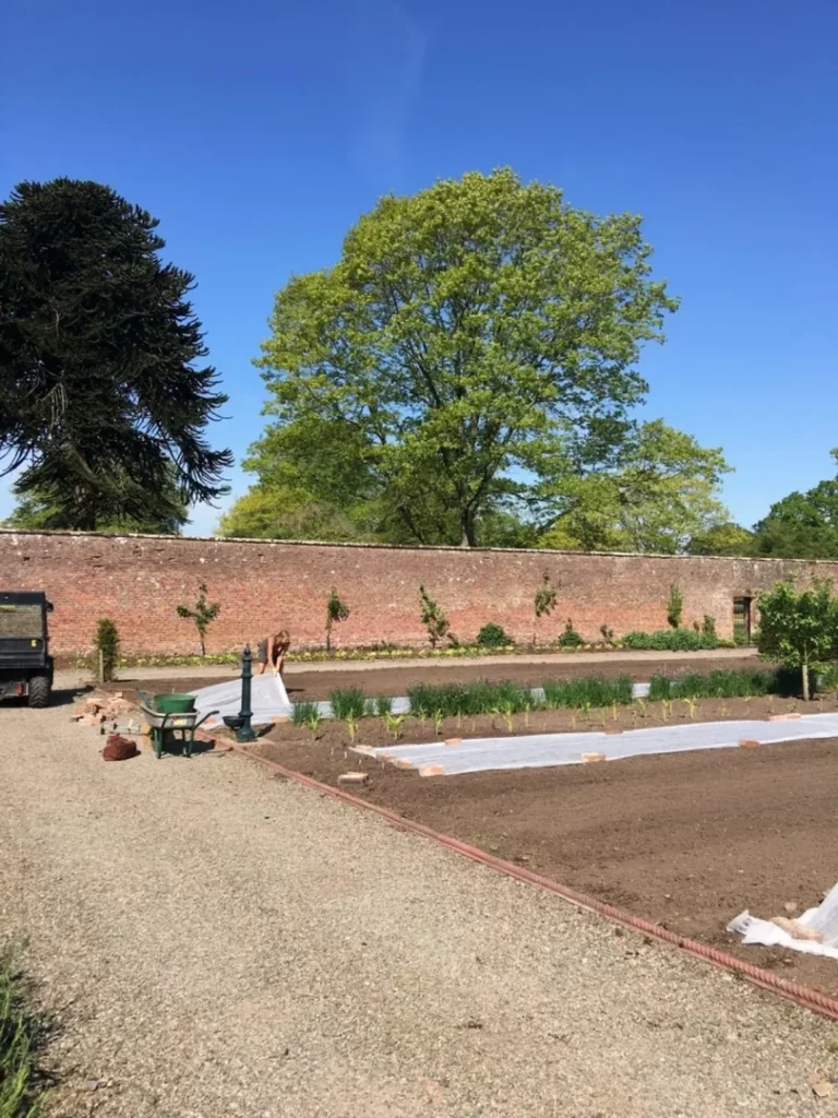 Planting new crops in the walled garden