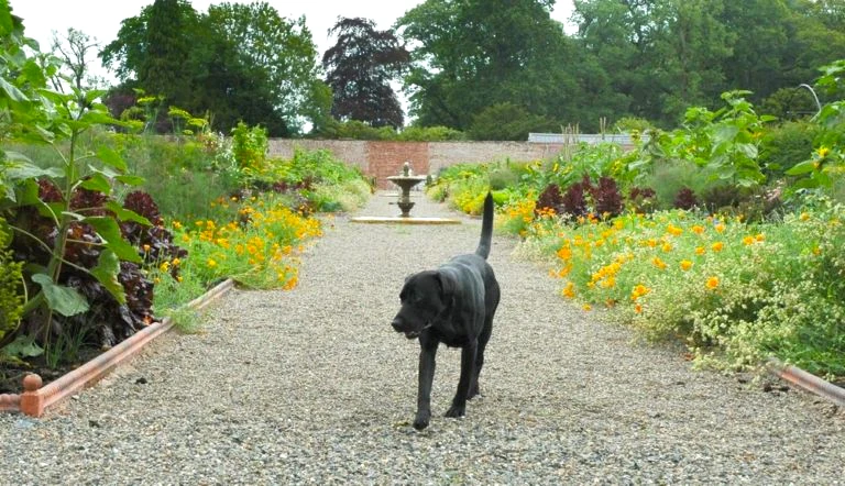 Walled Garden in Summer