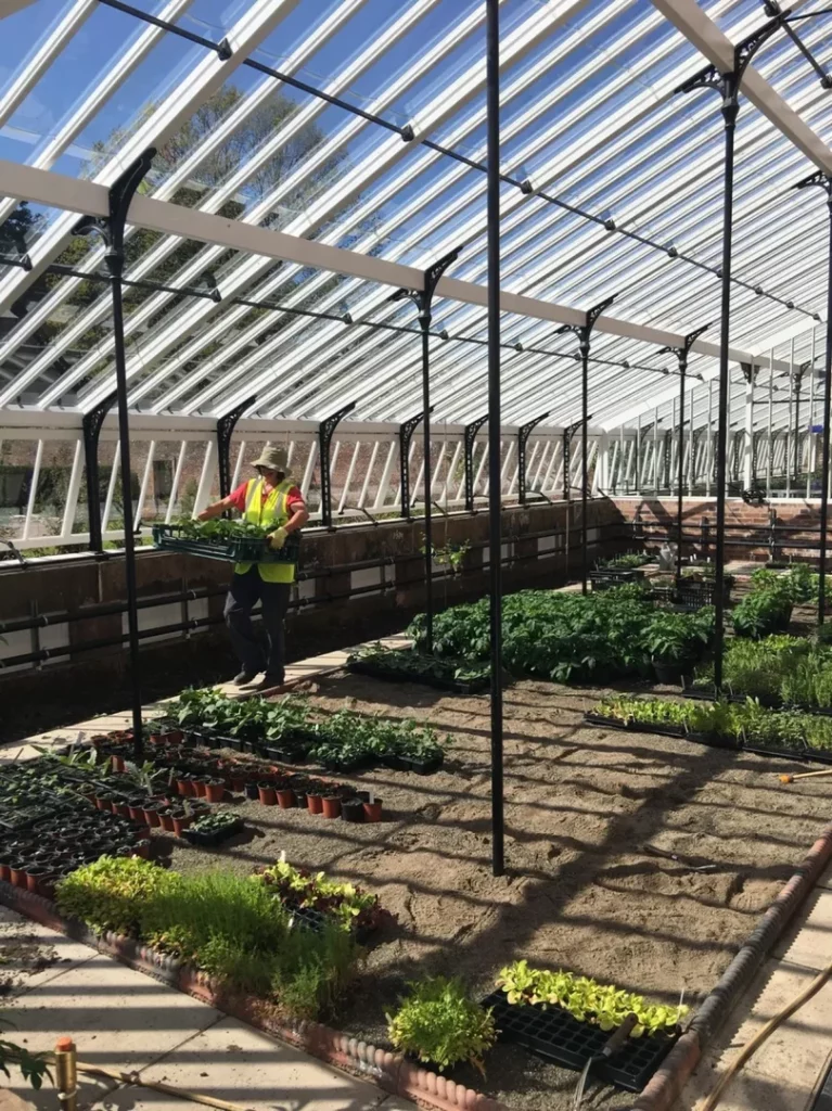 Working Inside Traditional Victorian Glasshouses Walled Garden