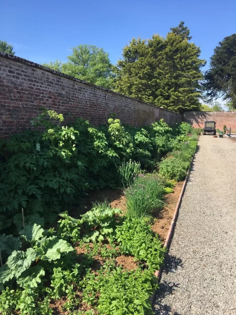 rows of crops in the walled gardens