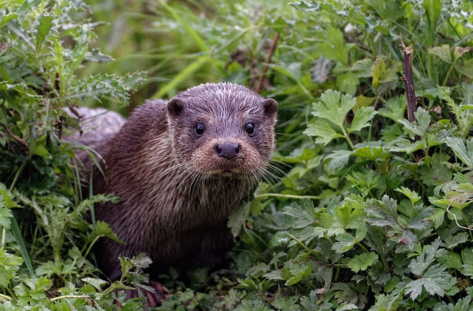 Caerlaverock Wetland Centre predators like otters so important for the health of our wetlands?