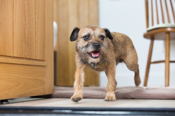 Netherby Hall's luxury self catering apartments are dog friendly
