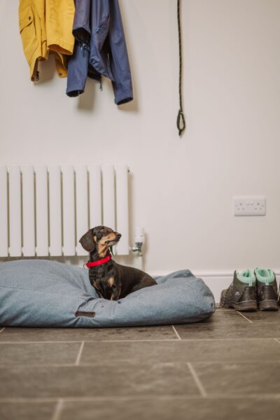 A small dachshund wearing a red collar sits in a grey dog bed inside the Grooms' Quarters apartment at Netherby Hall