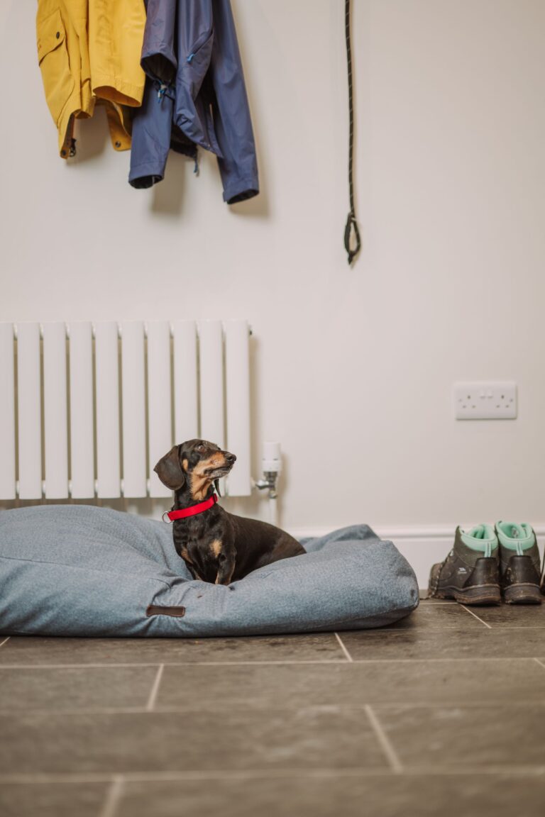 A small dachshund wearing a red collar sits in a grey dog bed inside the Grooms' Quarters apartment at Netherby Hall