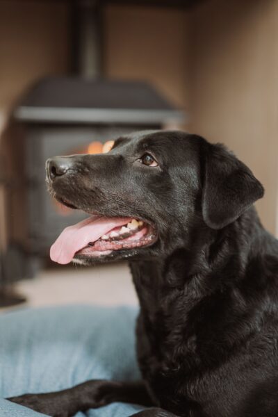Smiling black Labrador retriever at the Sir Walter Scott Apartment, a dog-friendly luxury self-catering accommodation at Netherby Hall